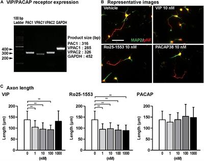 Activation of the VPAC2 Receptor Impairs Axon Outgrowth and Decreases Dendritic Arborization in Mouse Cortical Neurons by a PKA-Dependent Mechanism